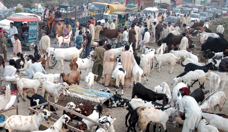 Punjab Government Launches App For Online Purchase Of Sacrificial Animals