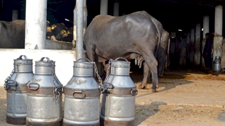 Dairy Farmers Taken To Court For Selling Milk At Rs120