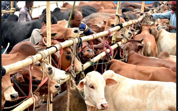 Murad Shah Allows To Establish Cattle Markets In Province