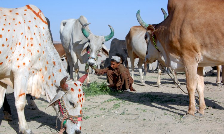 NCOC Sets Rules For Operating Cattle Markets Across The Country