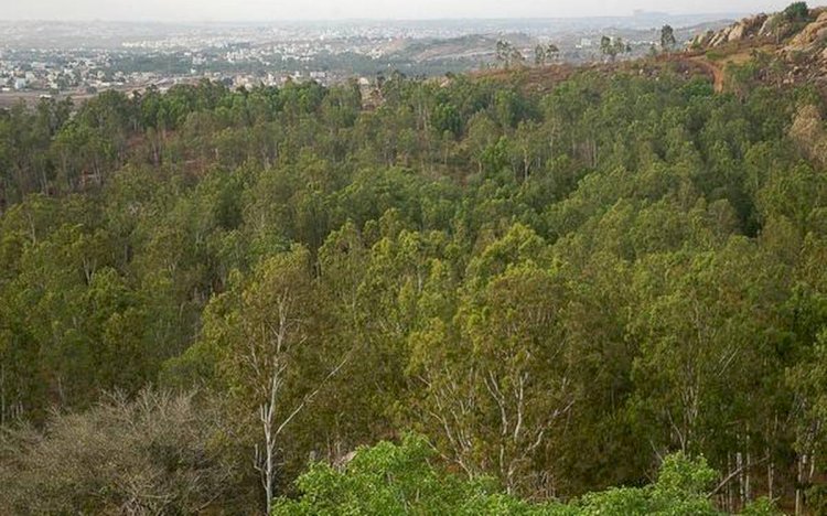 Smibli Reserve Forest To Be Transformed Into Salt Range National Park