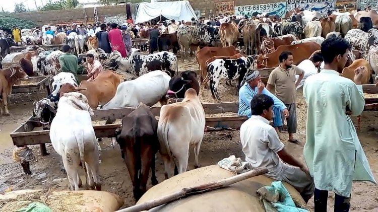 Govt to Setup Online Sacrificial Animals Markets Ahead of Eid ul Azha!