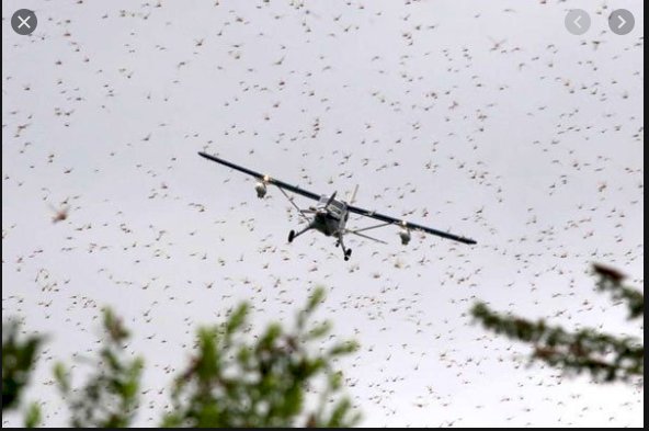 Turkey Sent Aid to Pakistan to Combat Locust Invasion.