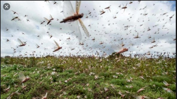 Locust Invasion Likely to Cause Worst Agricultural Crisis in Pakistan in Next 25 Years: UN