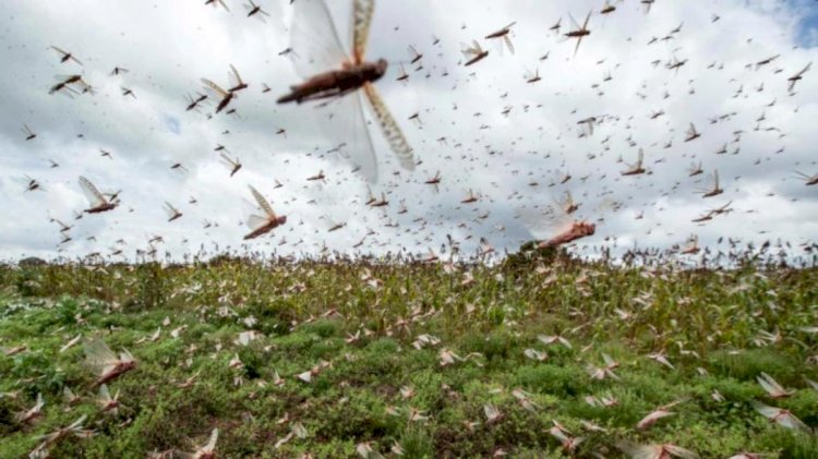 Locust Swarms To Be More Dangerous Than Coronavirus