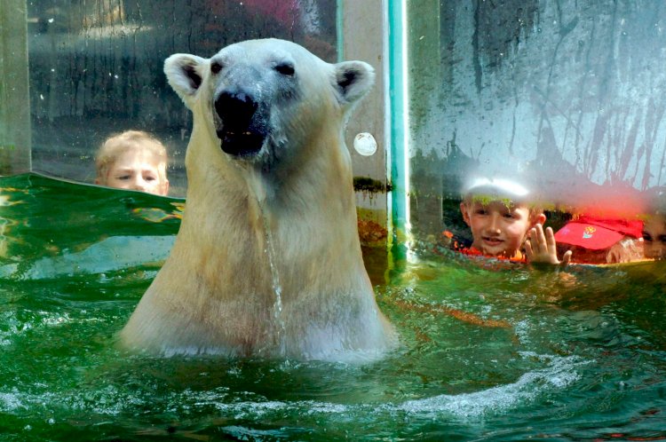 German Zoo Slaughtering Their Animals To Feed The Other Animals