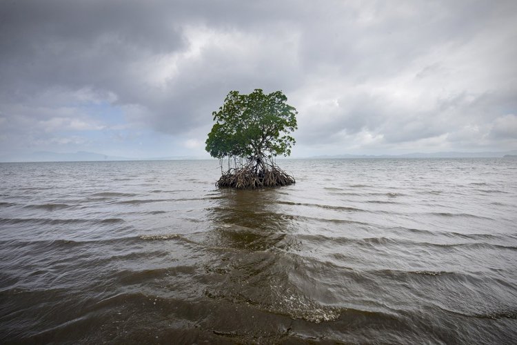 Climatic Change Has Led Sea Levels To Swallow Up 50,000 Acres Of Land in Pakistan