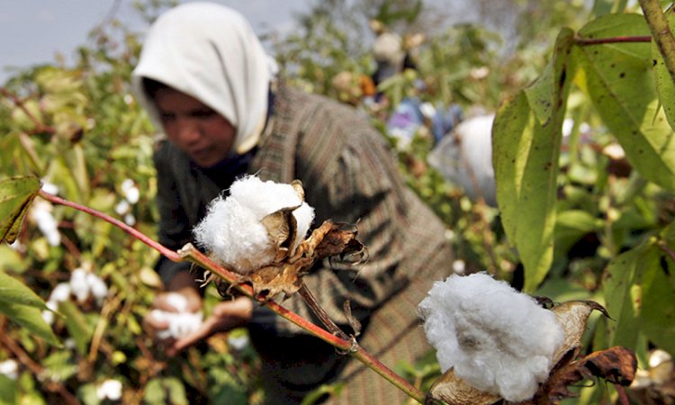 Pakistan Cotton Production Shortfall to be Covered by Indian Cotton Exporters.