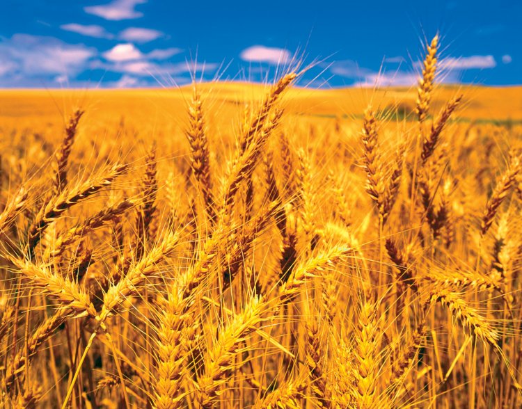 Pakistan Imports Wheat From Ukraine